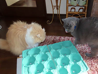 占い メール鑑定 ミーコ