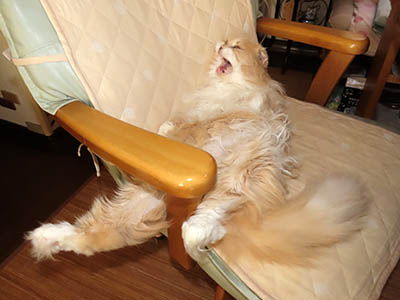 占い メール鑑定 ミーコ