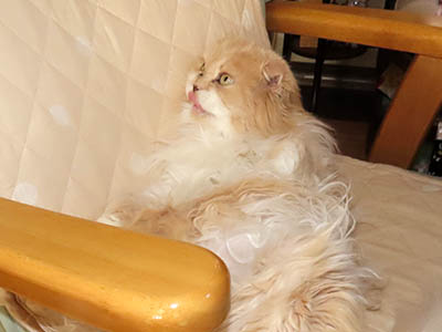 占い メール鑑定 ミーコ