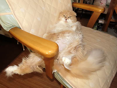 占い メール鑑定 ミーコ