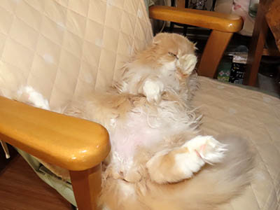 占い メール鑑定 ミーコ