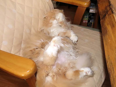 占い メール鑑定 ミーコ