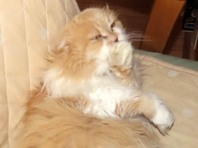 占い メール鑑定 ミーコ