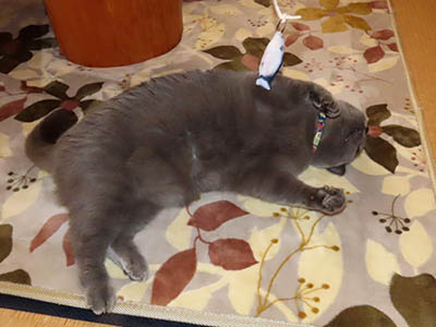 占い メール鑑定 ミーコ