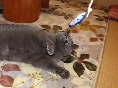 占い メール鑑定 ミーコ