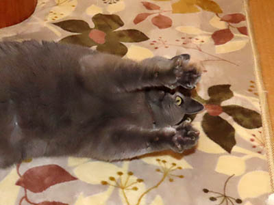 占い メール鑑定 ミーコ