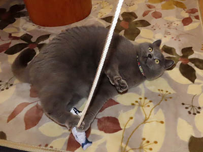 占い メール鑑定 ミーコ