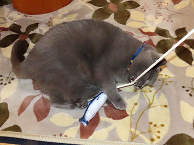 占い メール鑑定 ミーコ