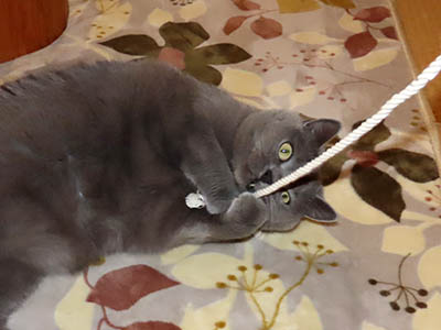 占い メール鑑定 ミーコ