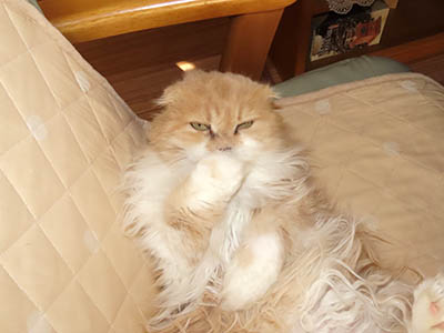 占い メール鑑定 ミーコ