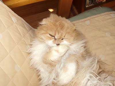 占い メール鑑定 ミーコ