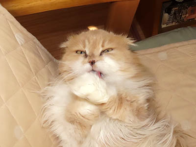 占い メール鑑定 ミーコ