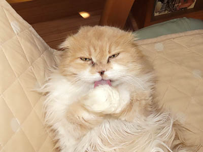 占い メール鑑定 ミーコ