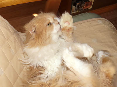 占い メール鑑定 ミーコ