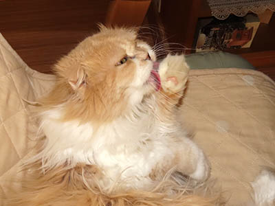 占い メール鑑定 ミーコ