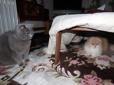 占い メール鑑定 ミーコ