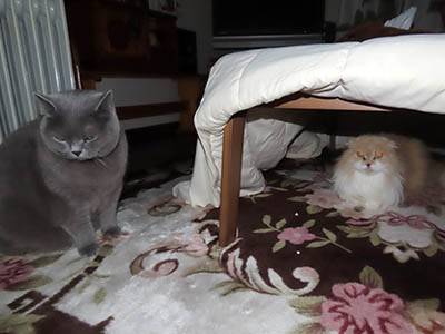 占い メール鑑定 ミーコ