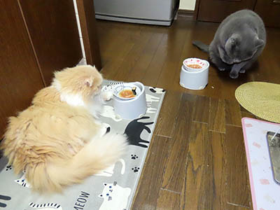 占い メール鑑定 ミーコ