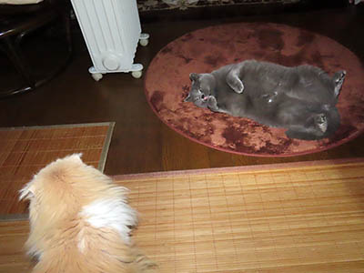 占い メール鑑定 ミーコ