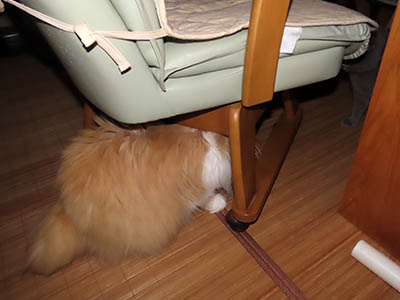 占い メール鑑定 ミーコ