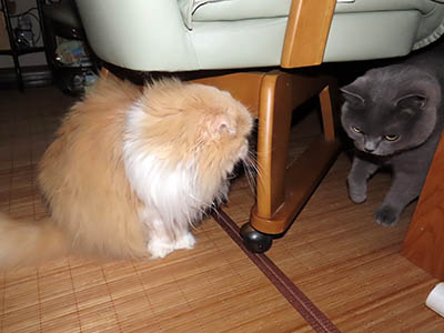 占い メール鑑定 ミーコ