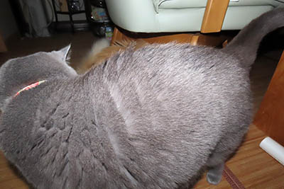 占い メール鑑定 ミーコ