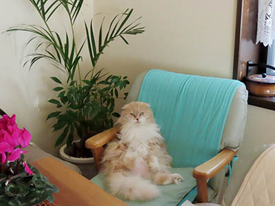 �肢�@���[���Ӓ�@�~�[�R