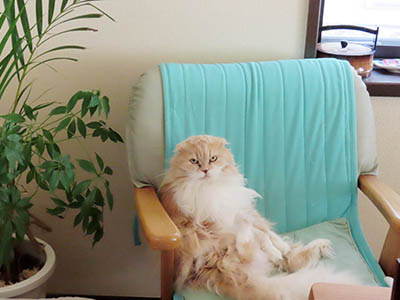 �肢�@���[���Ӓ�@�~�[�R