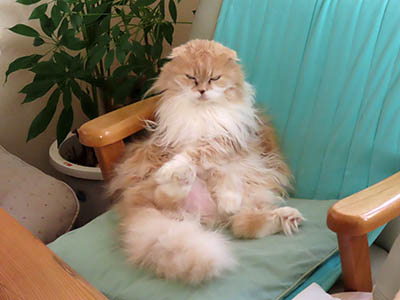 �肢�@���[���Ӓ�@�~�[�R