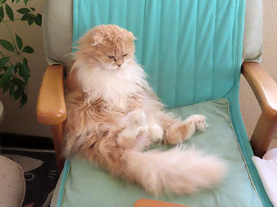 �肢�@���[���Ӓ�@�~�[�R