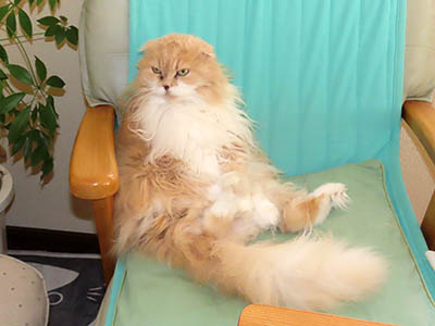 �肢�@���[���Ӓ�@�~�[�R