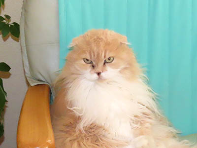 �肢�@���[���Ӓ�@�~�[�R