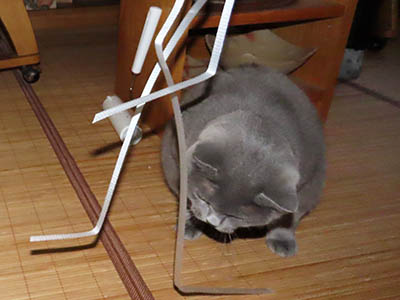 �肢�@���[���Ӓ�@�~�[�R