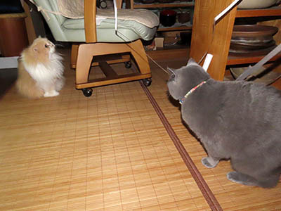 �肢�@���[���Ӓ�@�~�[�R