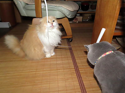 �肢�@���[���Ӓ�@�~�[�R