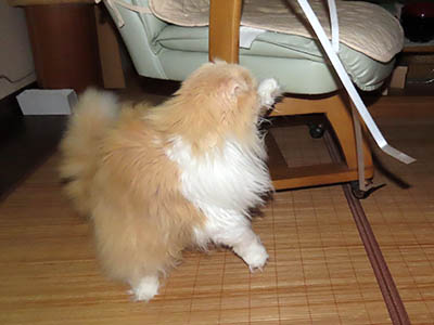 �肢�@���[���Ӓ�@�~�[�R