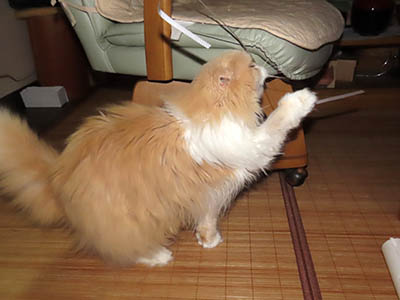 �肢�@���[���Ӓ�@�~�[�R