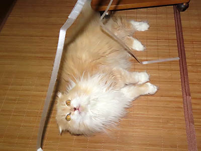 �肢�@���[���Ӓ�@�~�[�R