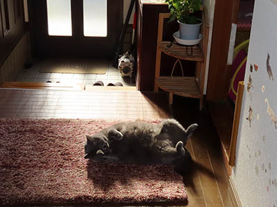 �肢�@���[���Ӓ�@�~�[�R