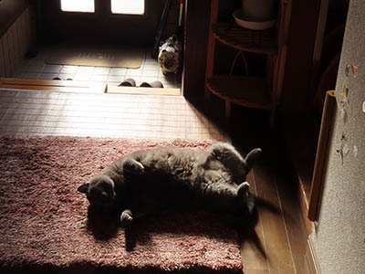 �肢�@���[���Ӓ�@�~�[�R