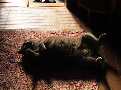 �肢�@���[���Ӓ�@�~�[�R