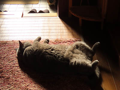 �肢�@���[���Ӓ�@�~�[�R