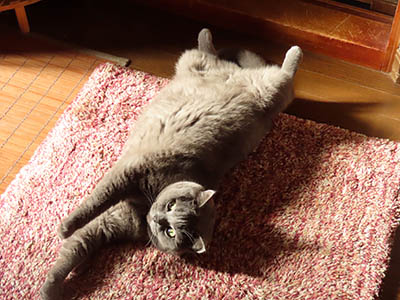 �肢�@���[���Ӓ�@�~�[�R