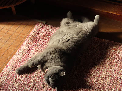 �肢�@���[���Ӓ�@�~�[�R