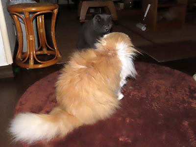 �肢�@���[���Ӓ�@�~�[�R