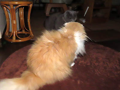 �肢�@���[���Ӓ�@�~�[�R