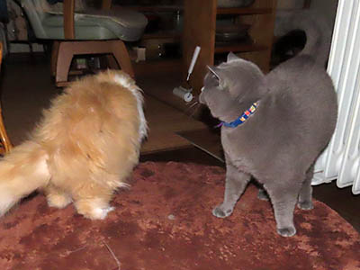 �肢�@���[���Ӓ�@�~�[�R