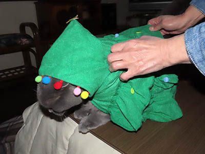 �肢�@���[���Ӓ�@�~�[�R