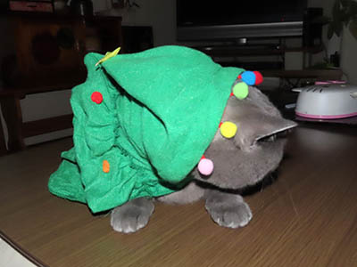 �肢�@���[���Ӓ�@�~�[�R