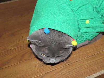 �肢�@���[���Ӓ�@�~�[�R